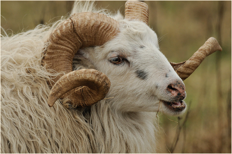 Skudde auf dem Höhbeck