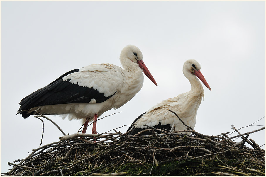 Weißstörche von Burg Lenzen