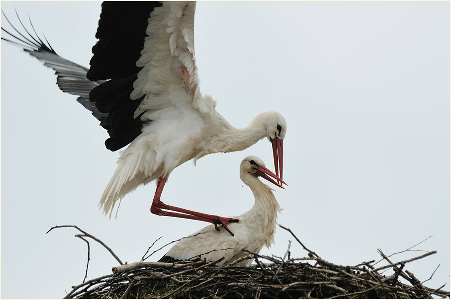 Weißstörche von Burg Lenzen