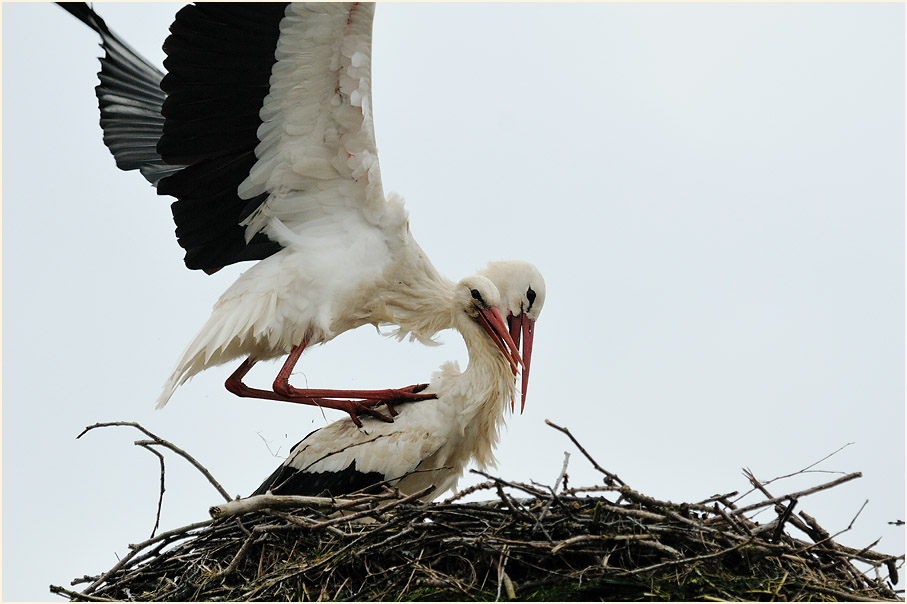 Weißstörche von Burg Lenzen