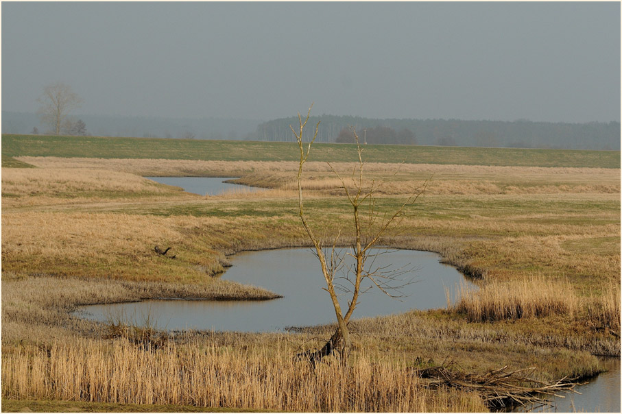 R&uuml;ckdeichungsgebiet bei Lenzen
