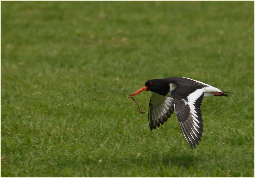 Austernfischer, Elbseen Düsseldorf