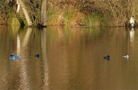 vergrößern