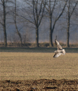 vergrößern