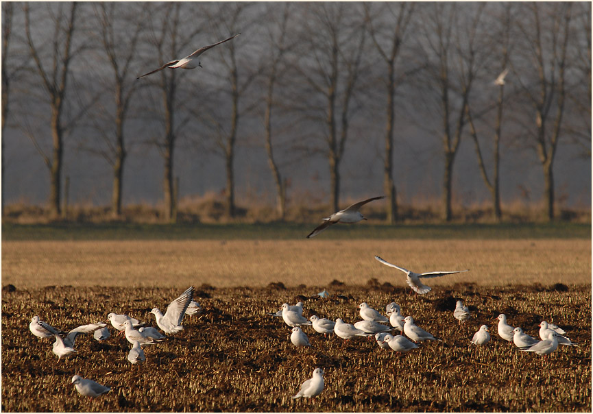 Möwen an den Elbseen Düsseldorf