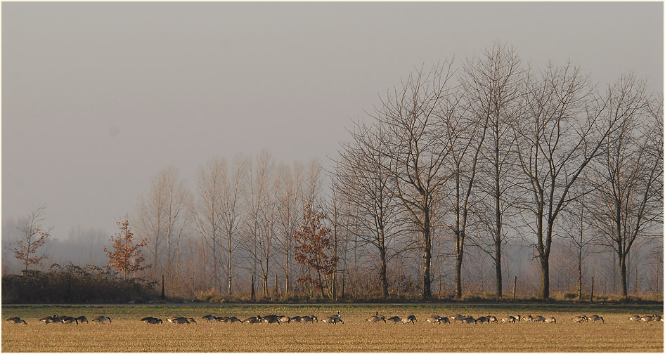 An den Elbseen Düsseldorf