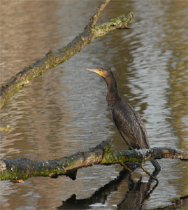 vergrößern