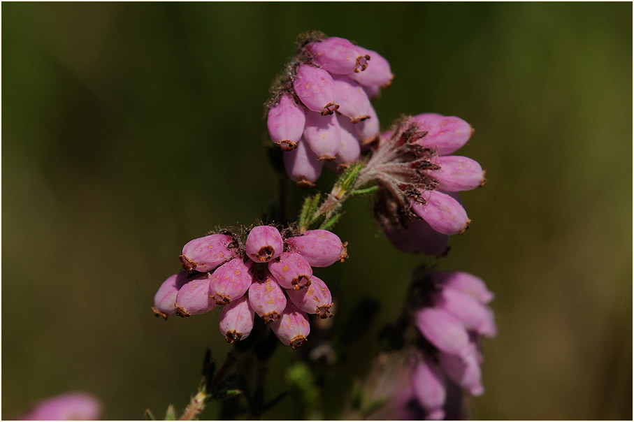 Elmpter Schwalmbruch, Naturpark Maas-Schwalm-Nette