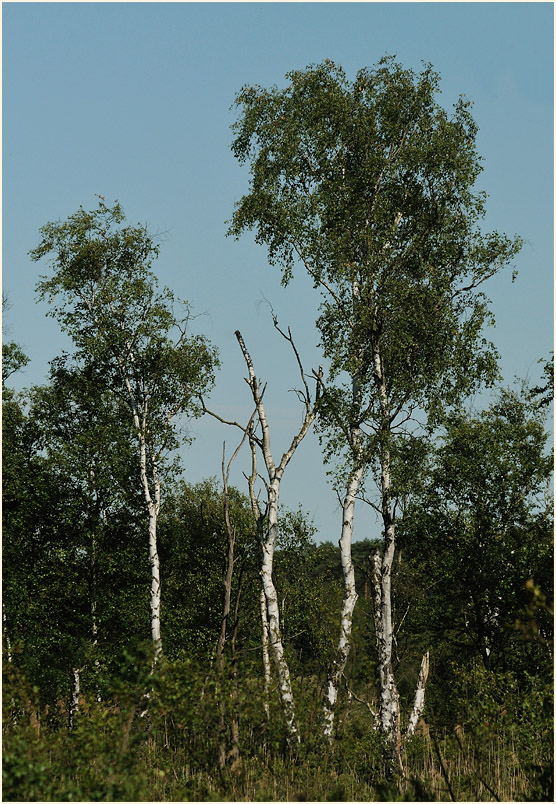 Elmpter Schwalmbruch, Naturpark Maas-Schwalm-Nette