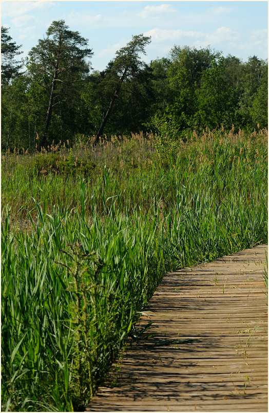 Elmpter Schwalmbruch, Naturpark Maas-Schwalm-Nette