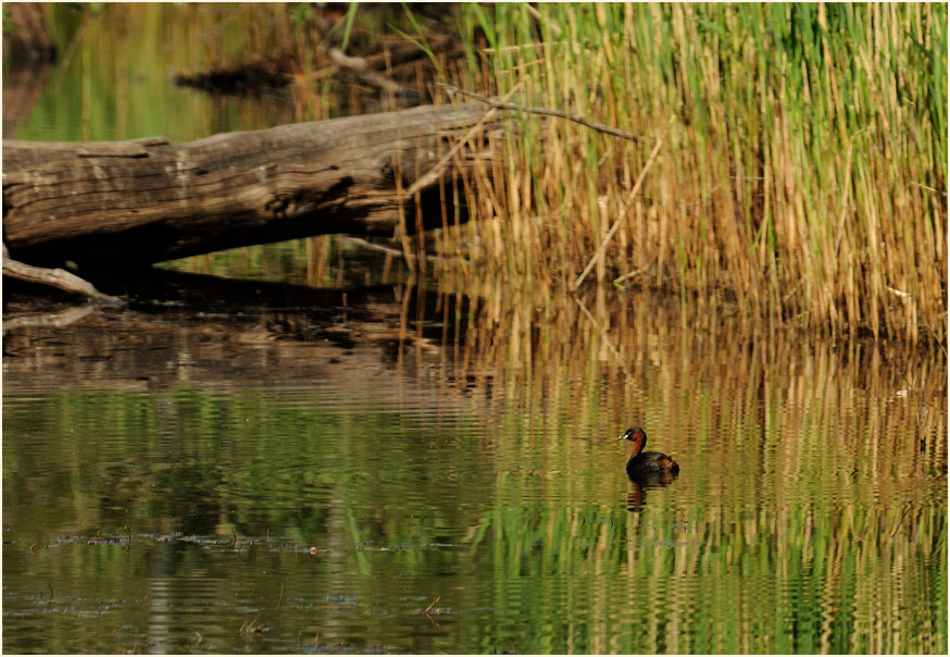 Elmpter Schwalmbruch, Naturpark Maas-Schwalm-Nette