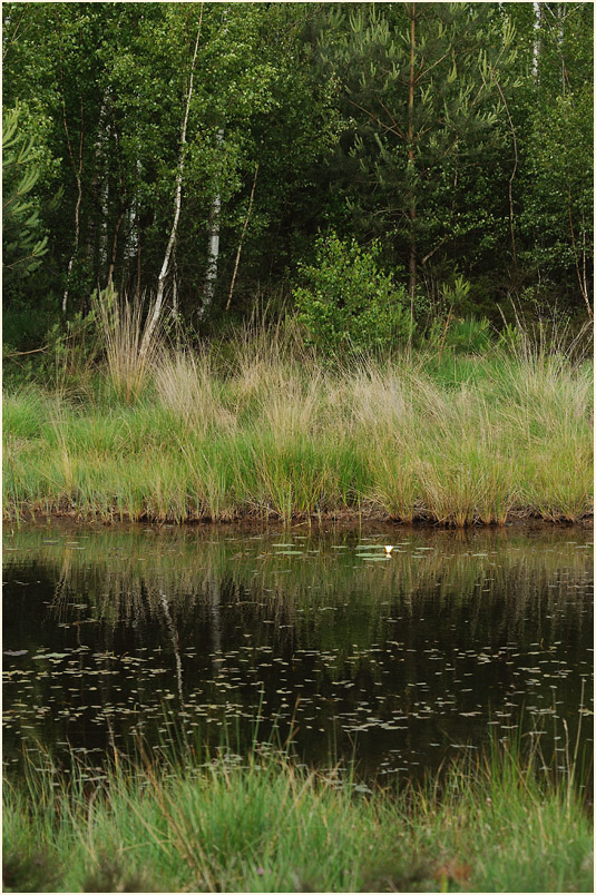 Elmpter Schwalmbruch, Naturpark Maas-Schwalm-Nette