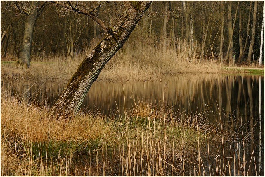 Elmpter Schwalmbruch, Naturpark Maas-Schwalm-Nette