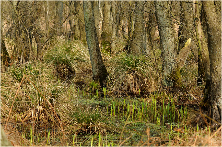 Elmpter Schwalmbruch, Naturpark Maas-Schwalm-Nette