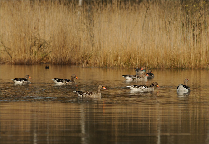 Elmpter Schwalmbruch, Naturpark Maas-Schwalm-Nette