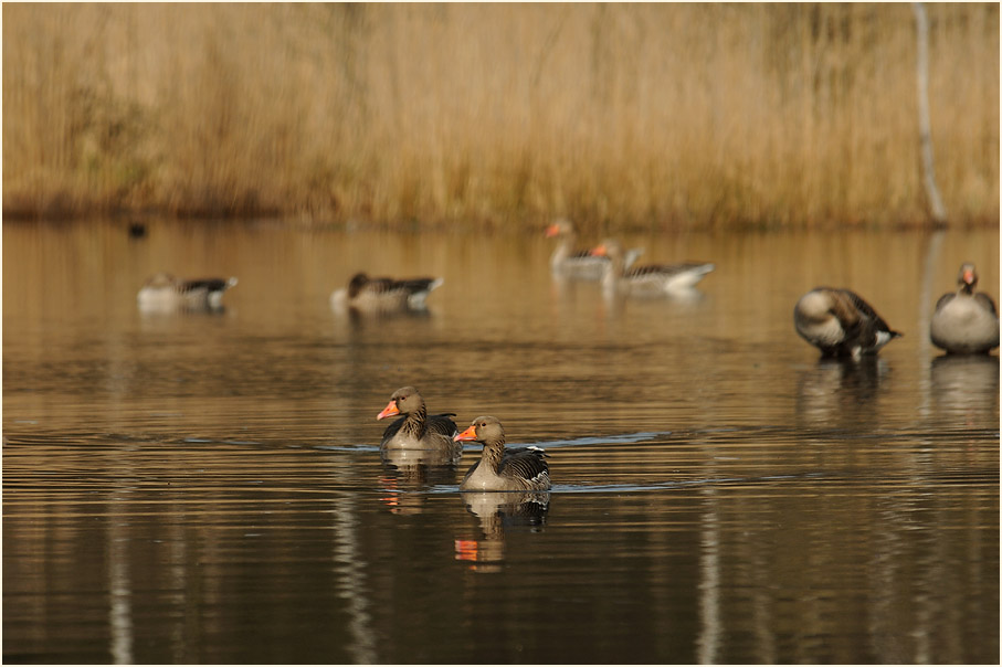 Elmpter Schwalmbruch, Naturpark Maas-Schwalm-Nette