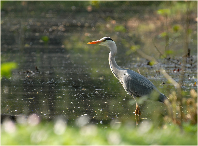 Graureiher an der Erft bei Neuss