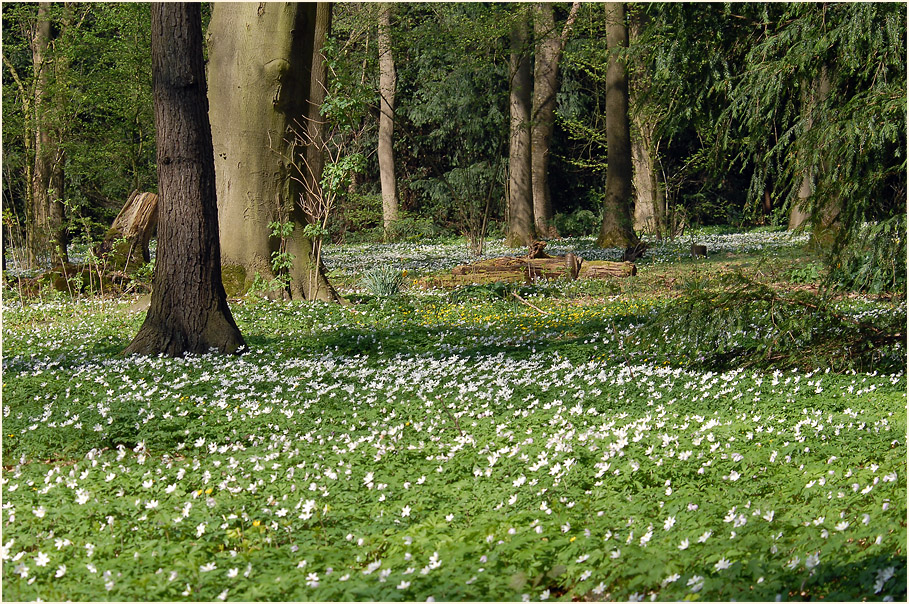 Buschwindröschen Selikumer Park an der Erft bei Neuss