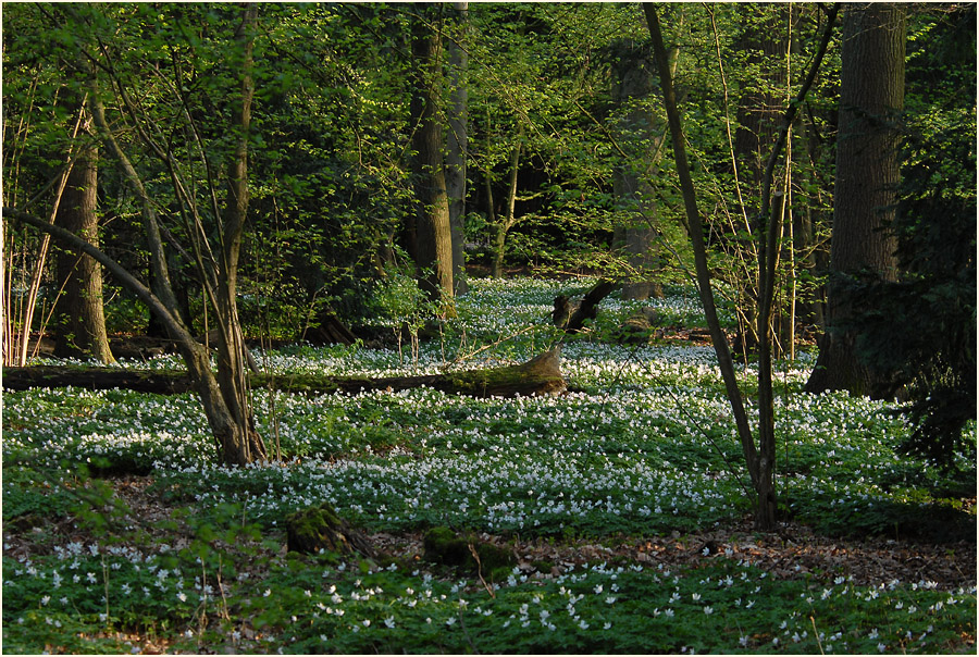 Buschwindröschen Selikumer Park an der Erft bei Neuss