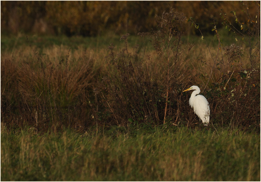 Silberreiher an den Erftauen bei Neuss