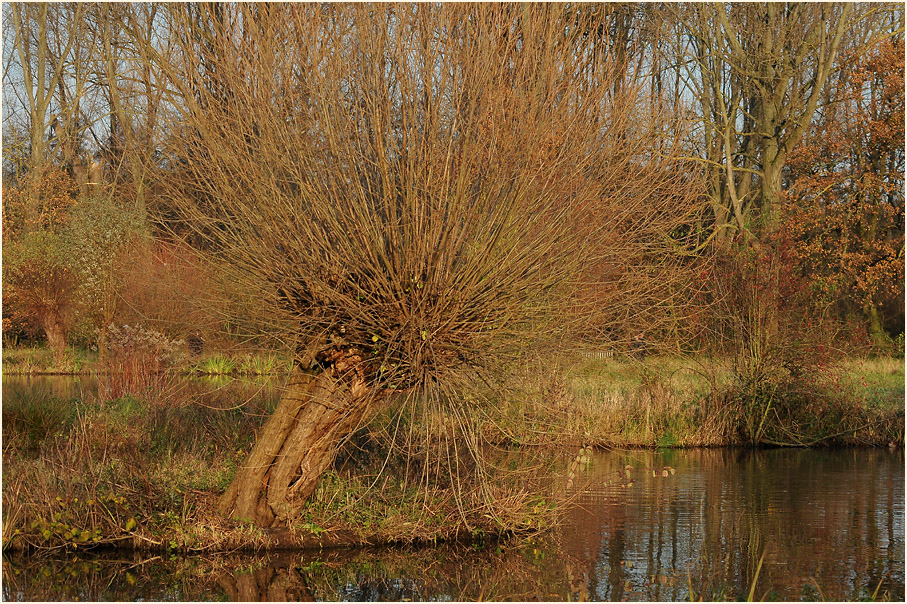 An den Erftauen bei Neuss