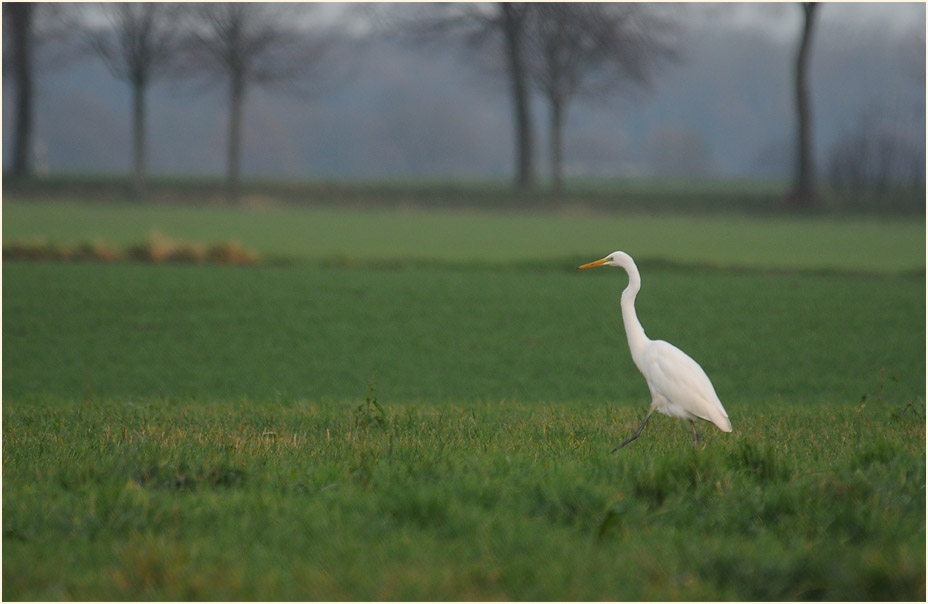 Silberreiher an den Erf bei Neuss