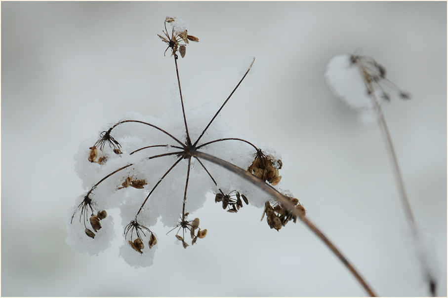 Winterimpressionen an der Erft bei Neuss im Winter