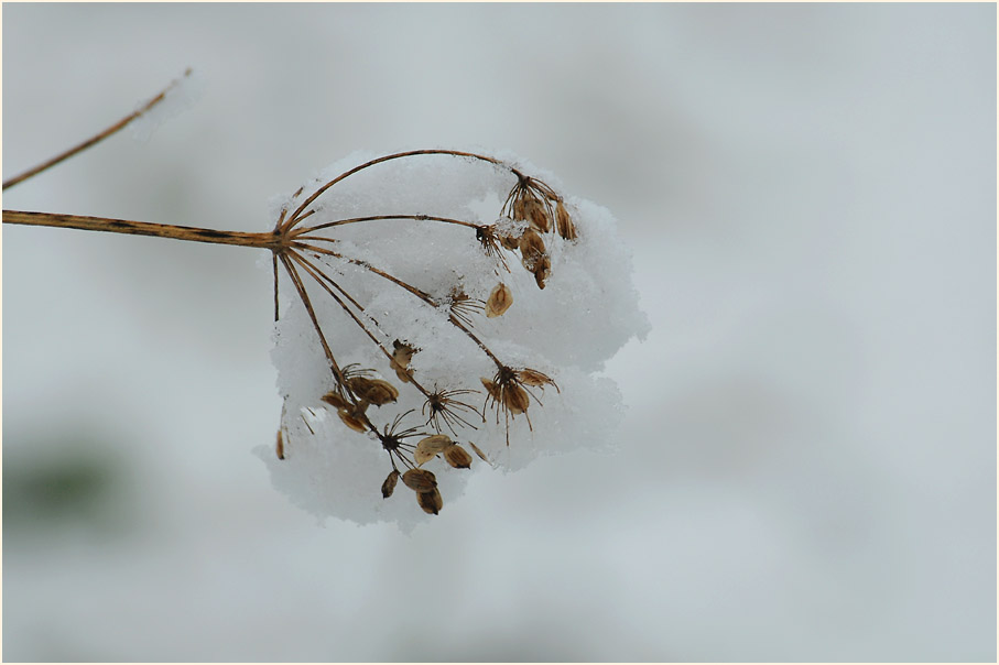 Winterimpressionen an der Erft bei Neuss im Winter