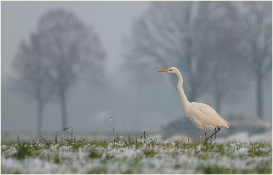 Silberreiher an den Erf bei Neuss