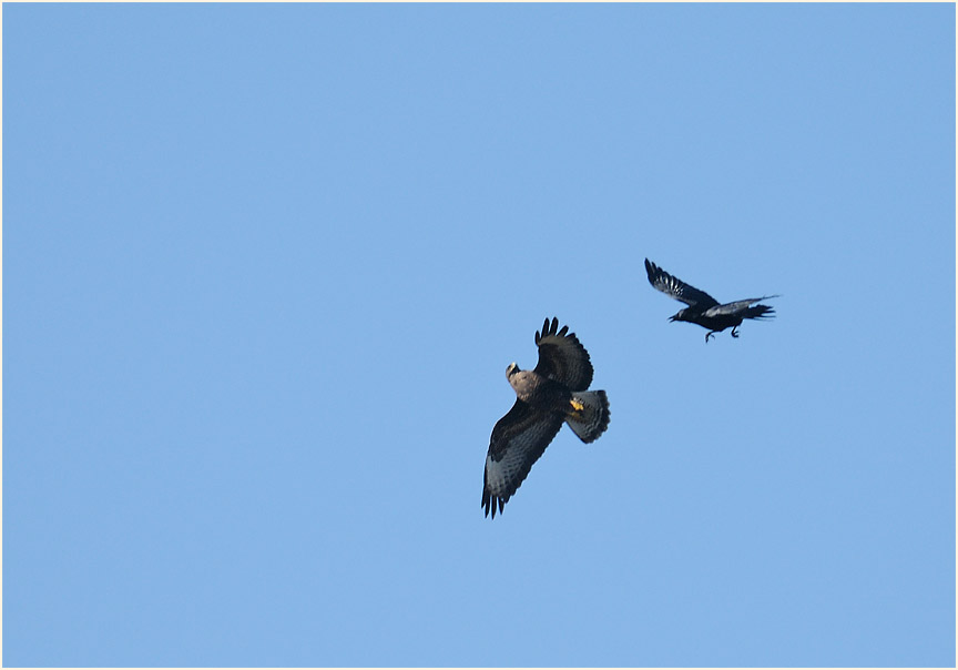 Rabenkr&auml;he verjagt M&auml;usebussard