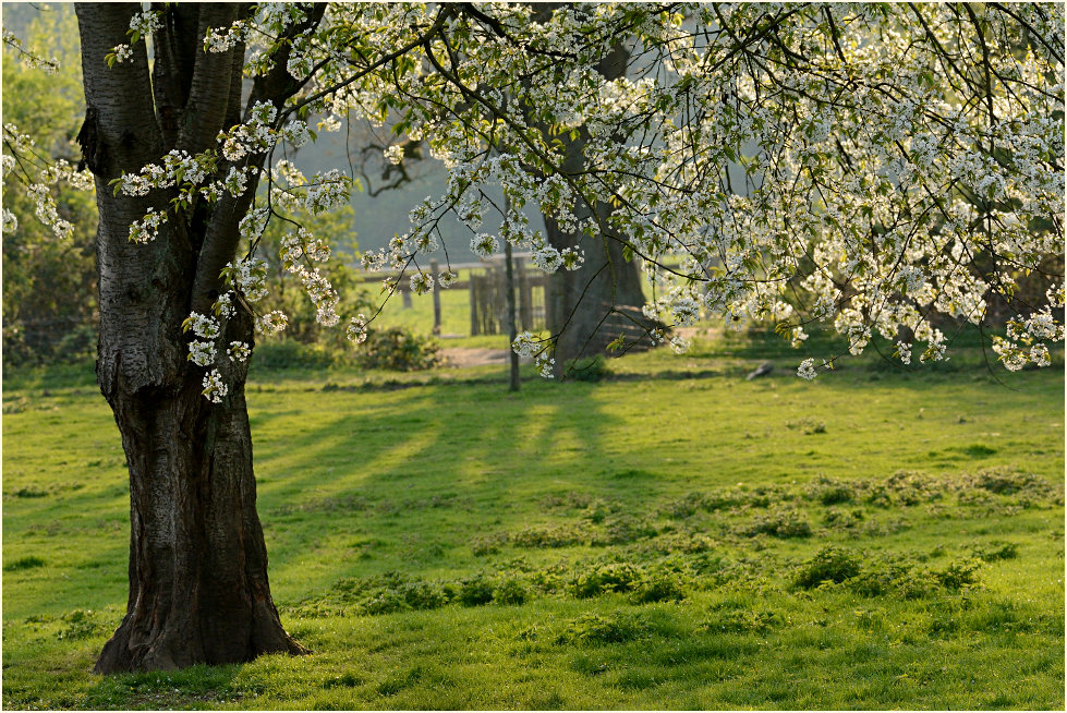 Obstblüte an der Erft
