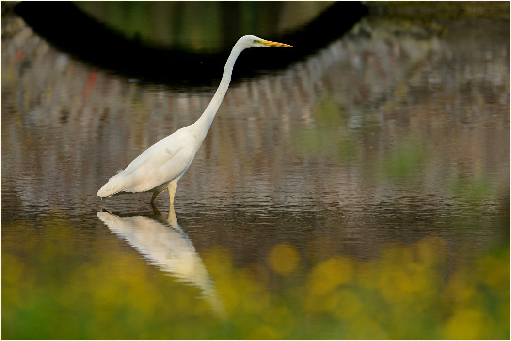 Silberreiher Schlo&szlig; Reuschenberg