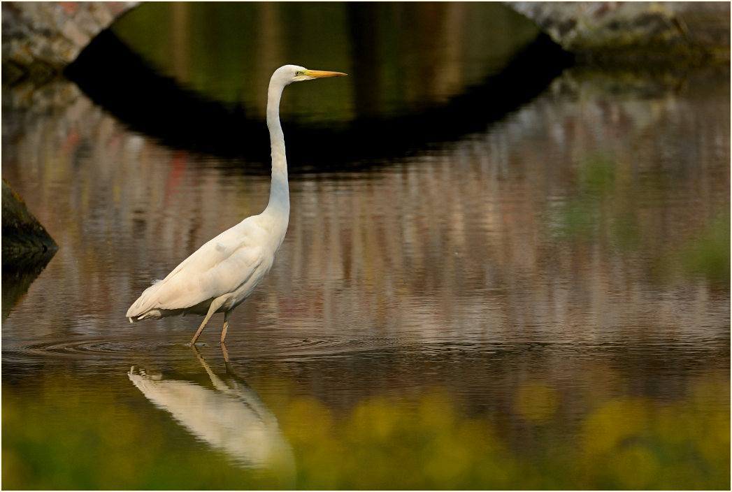 Silberreiher Schlo&szlig; Reuschenberg