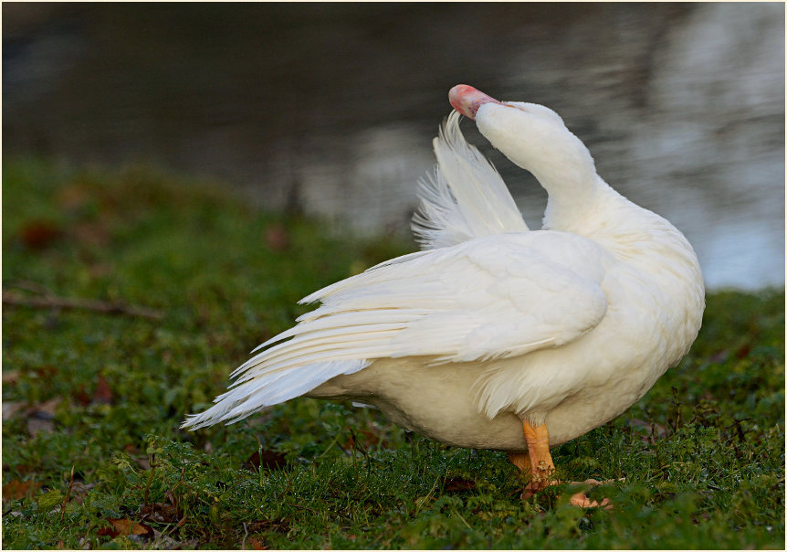 Flugente, Warzenente