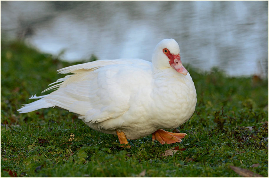 Flugente, Warzenente