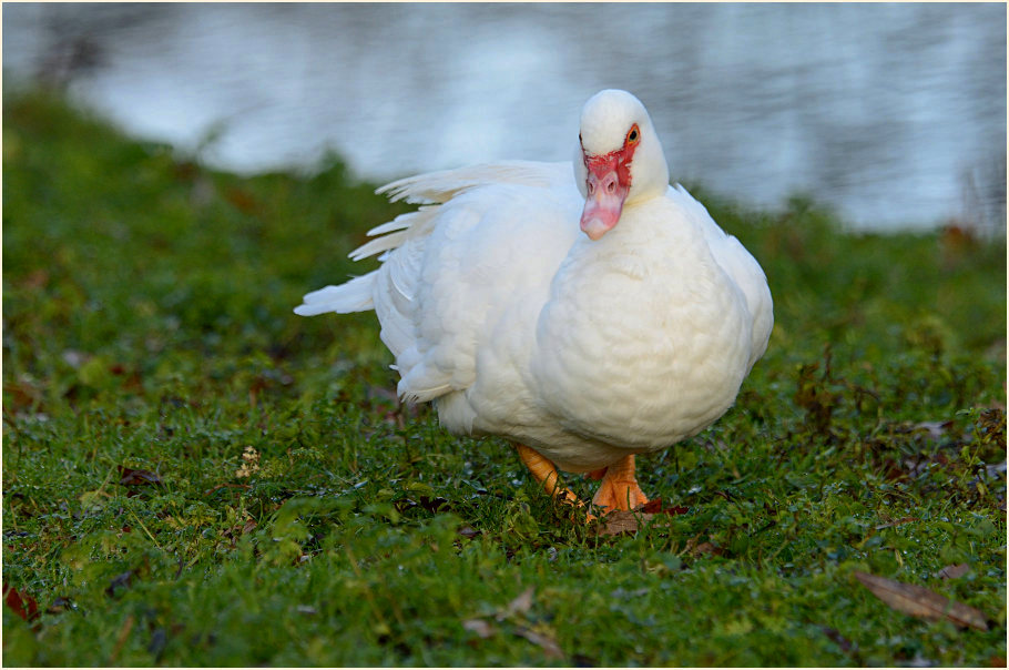 Flugente, Warzenente