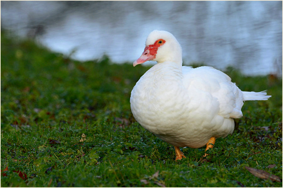 Flugente, Warzenente