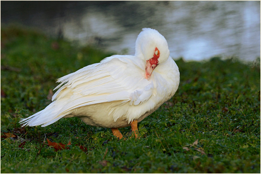 Flugente, Warzenente