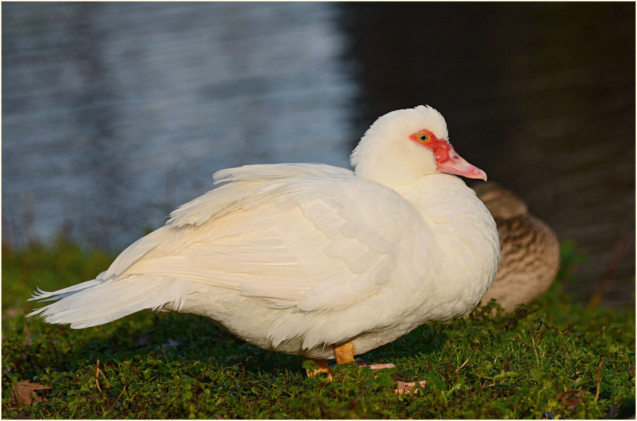 Flugente, Warzenente