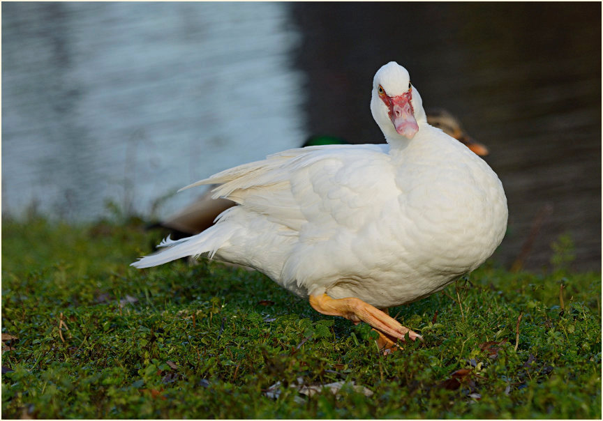 Flugente, Warzenente
