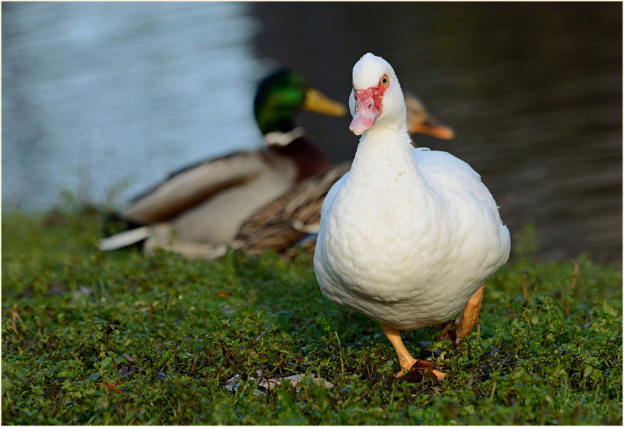 Flugente, Warzenente