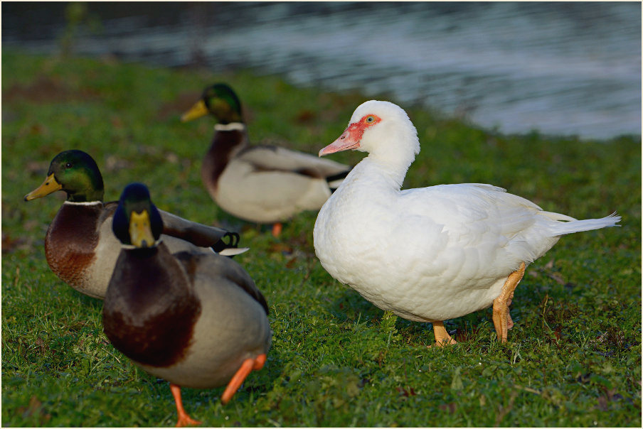 Flugente, Warzenente