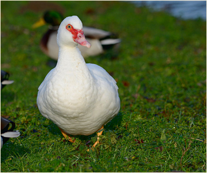 Flugente, Warzenente