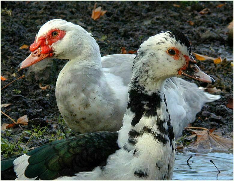 Flugente, Warzenente