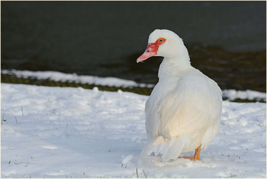 Flugente, Warzenente