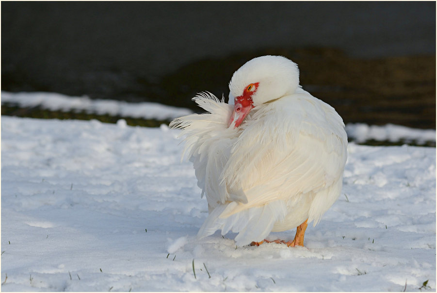 Flugente, Warzenente