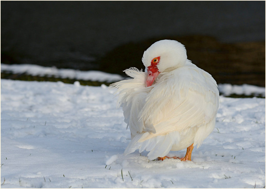 Flugente, Warzenente
