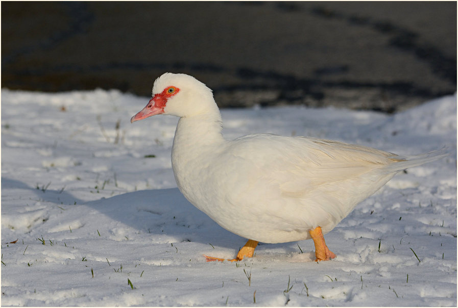 Flugente, Warzenente