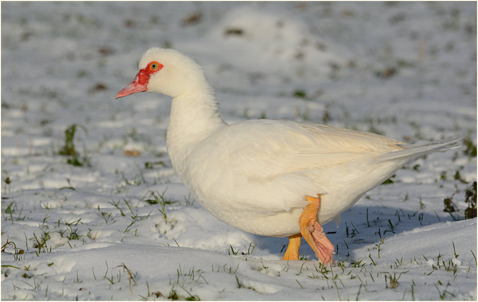 Flugente, Warzenente