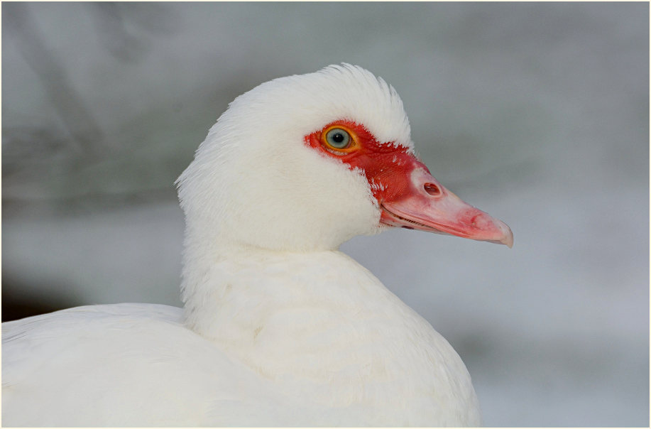 Flugente, Warzenente